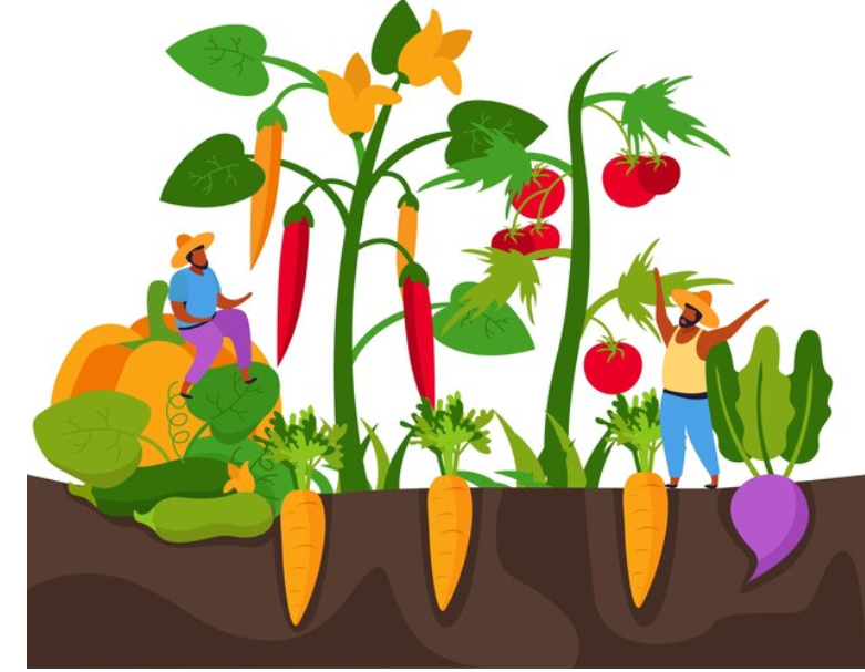 vegetables with letter c have a number of health advantages 