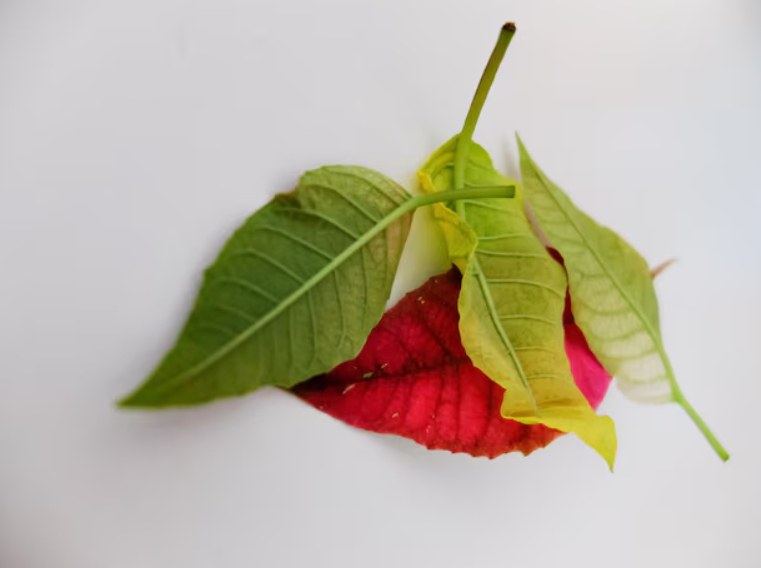 Guava Leaves - A Nutrient-Packed Superfood for Health Benefits