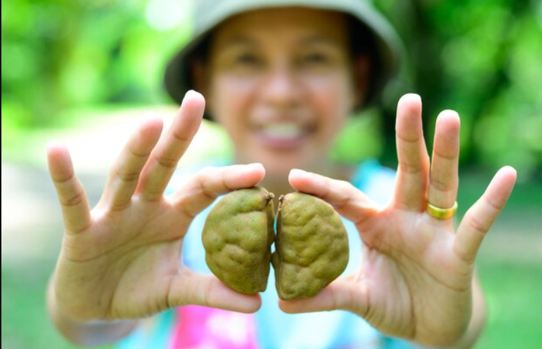 Introduction to Haritaki A Powerful Herbal Remedy