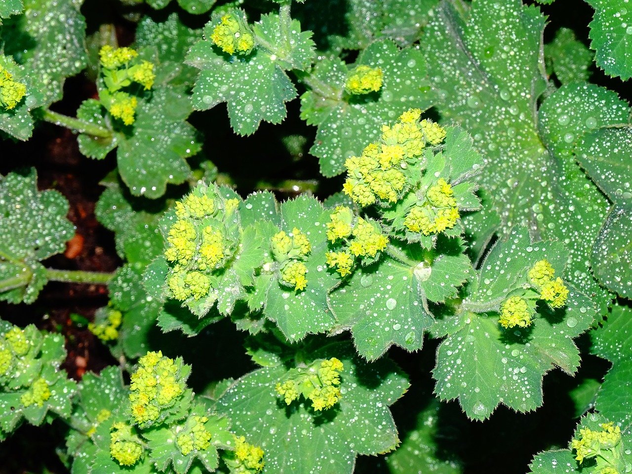 Health Benefits of Lady's Mantle