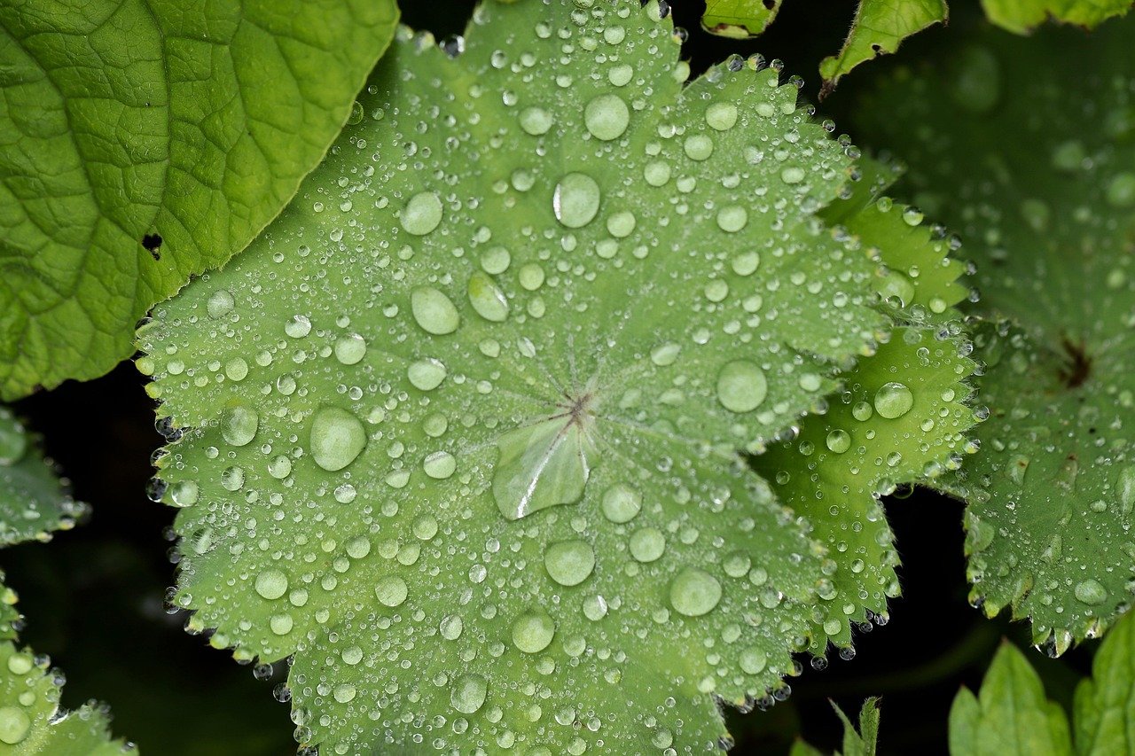 How to Use Lady's Mantle