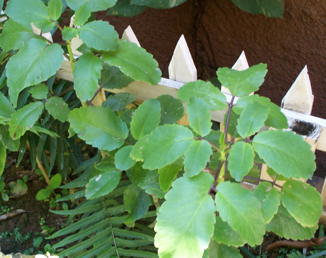 The Leaf of Life's Role in Modern Natural Medicine