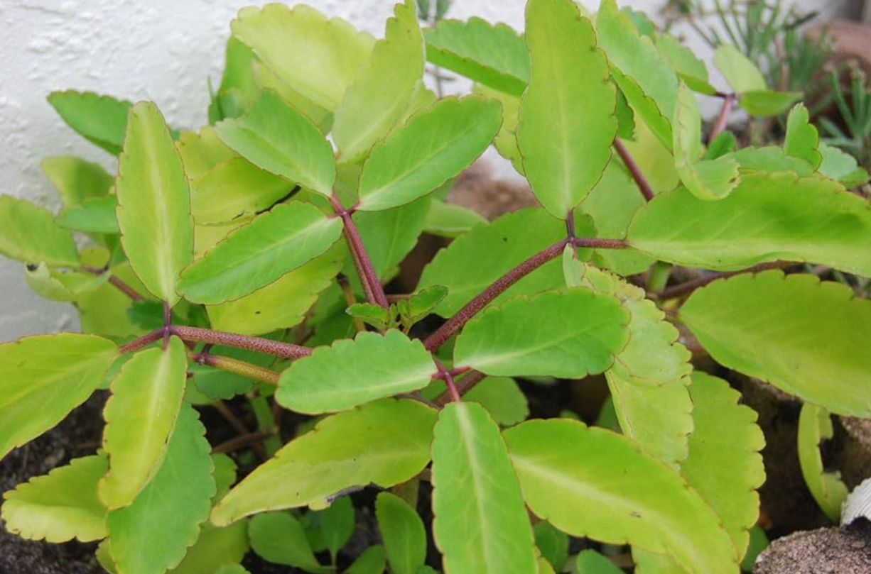 The Positive Effects of the Leaf of Life on Health